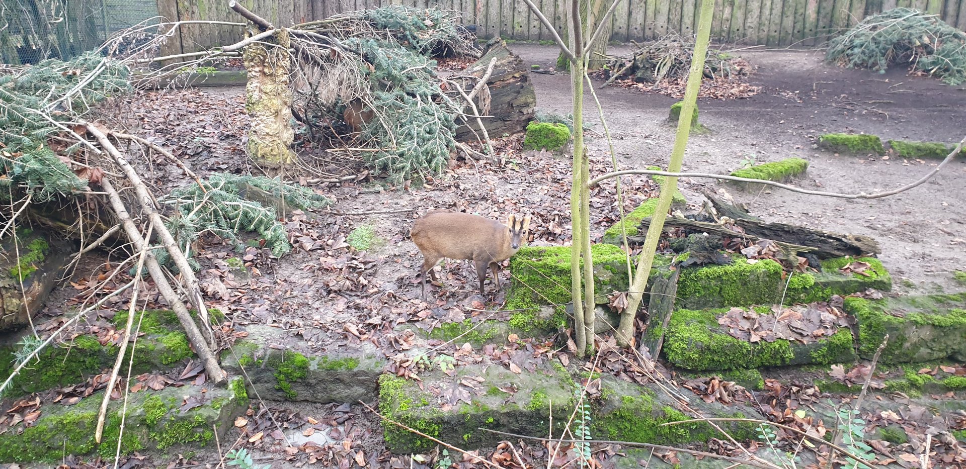 Taiwan Reeves muntjac