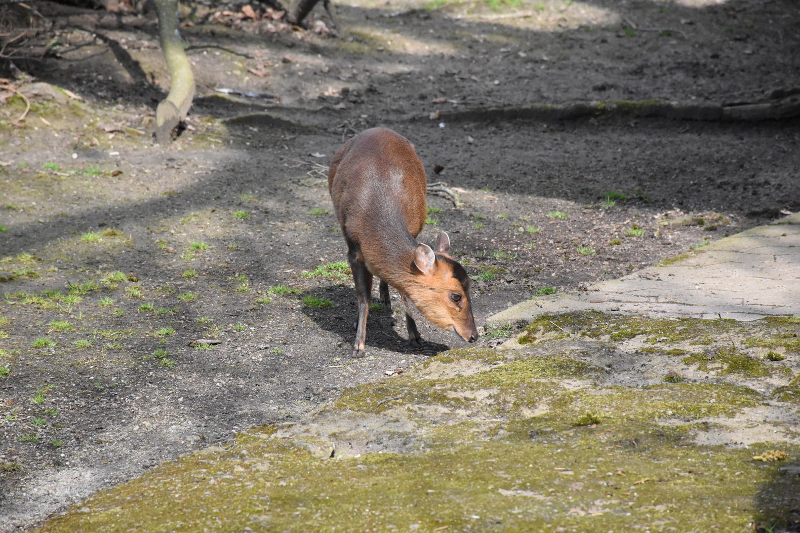 Taiwan Reeves' muntjac
