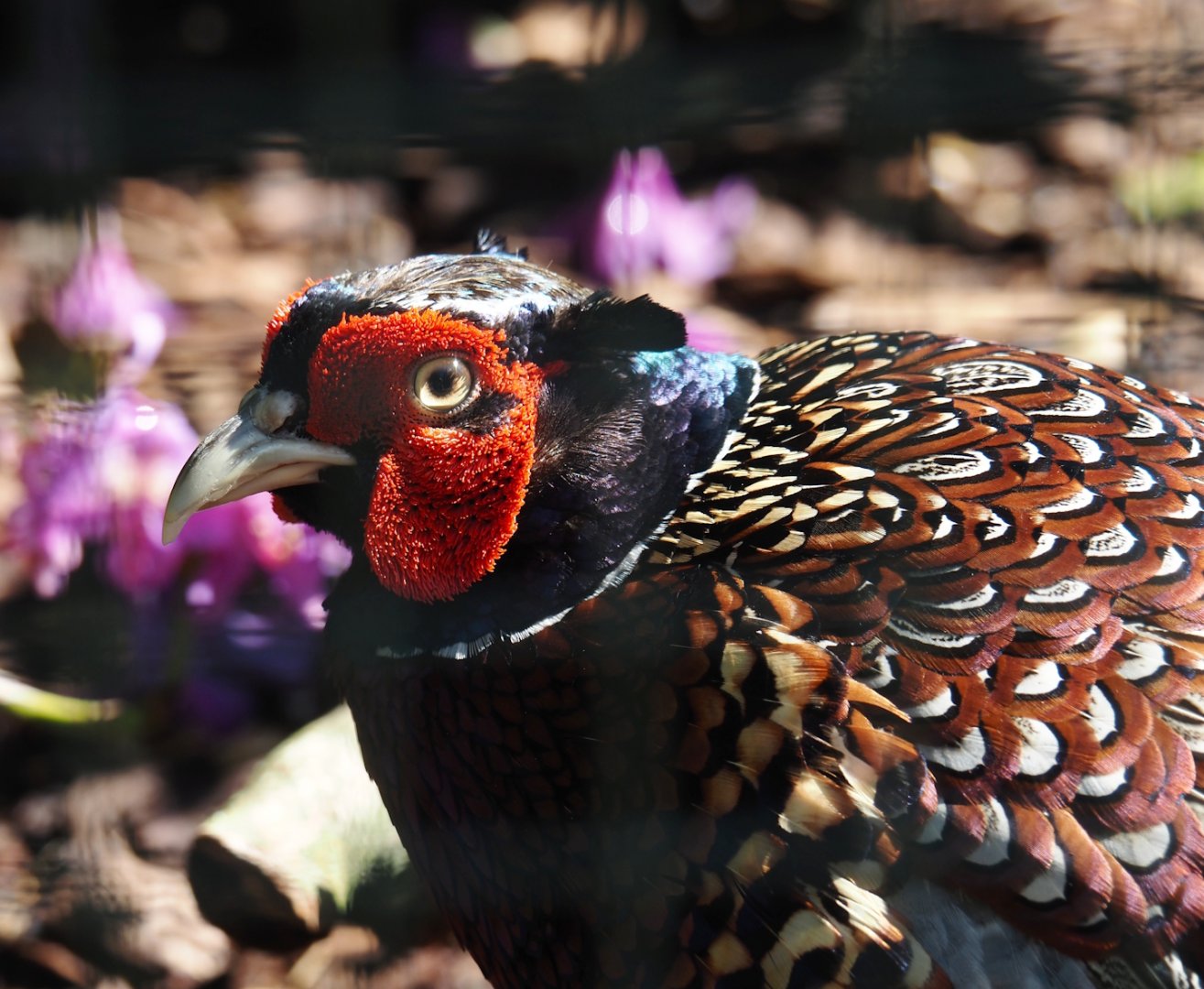 Taiwan ring-necked pheasant (Phasianus colchicus formosanus), 2024-05-23