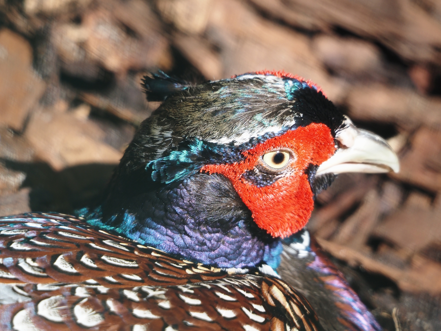 Taiwan ring-necked pheasant (Phasianus colchicus formosanus), 2024-05-23