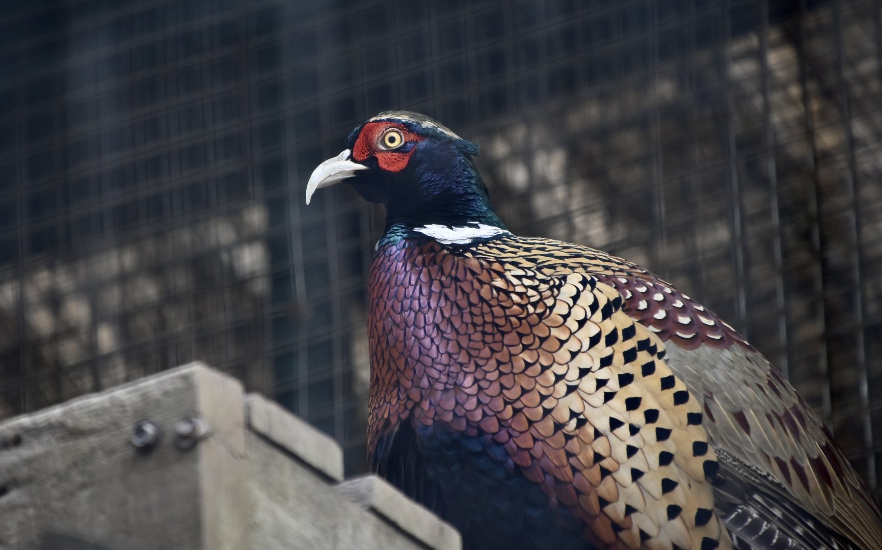 Taiwan Ring-Necked Pheasant (Phasianus colchicus formosanus) male