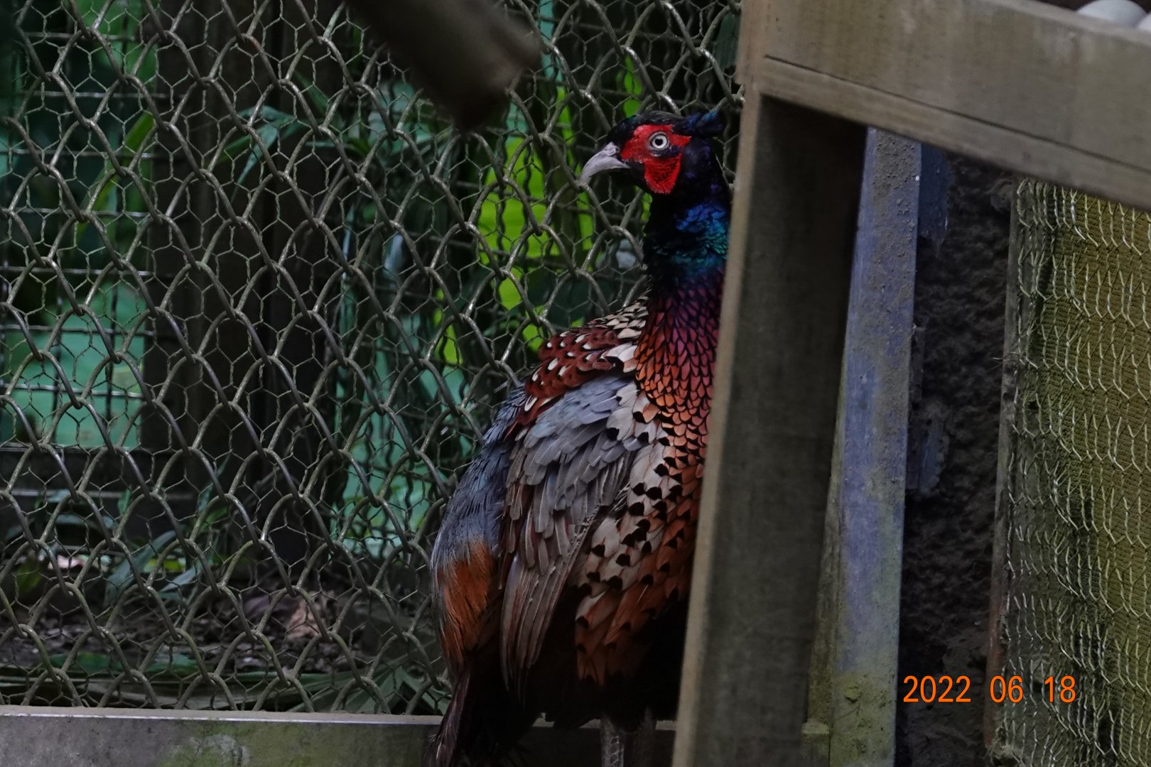 Taiwan Ring-necked Pheasant (Phasianus colchicus formosanus)