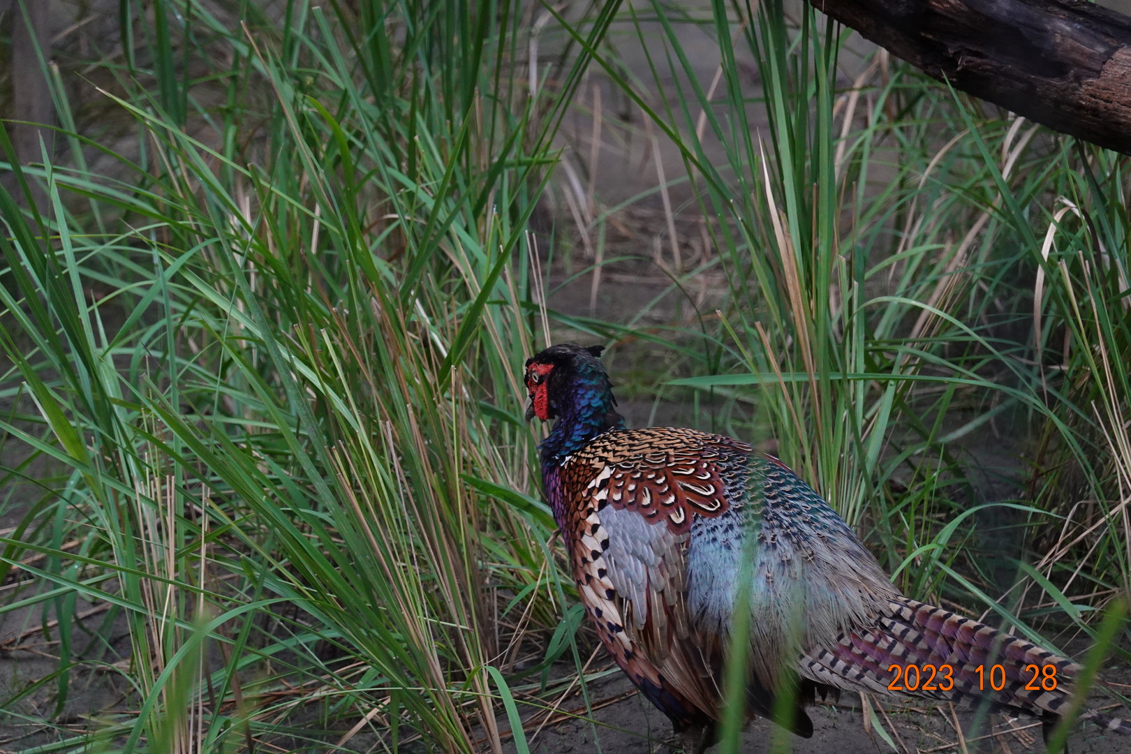 Taiwan Ring-necked Pheasant (Phasianus colchicus formosanus)