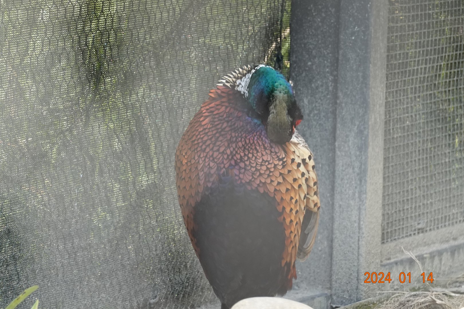 Taiwan Ring-necked Pheasant (	Phasianus colchicus formosanus)