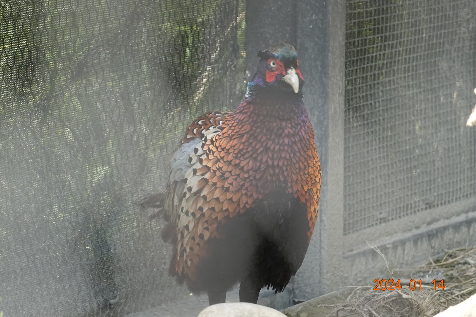 Taiwan Ring-necked Pheasant (	Phasianus colchicus formosanus)