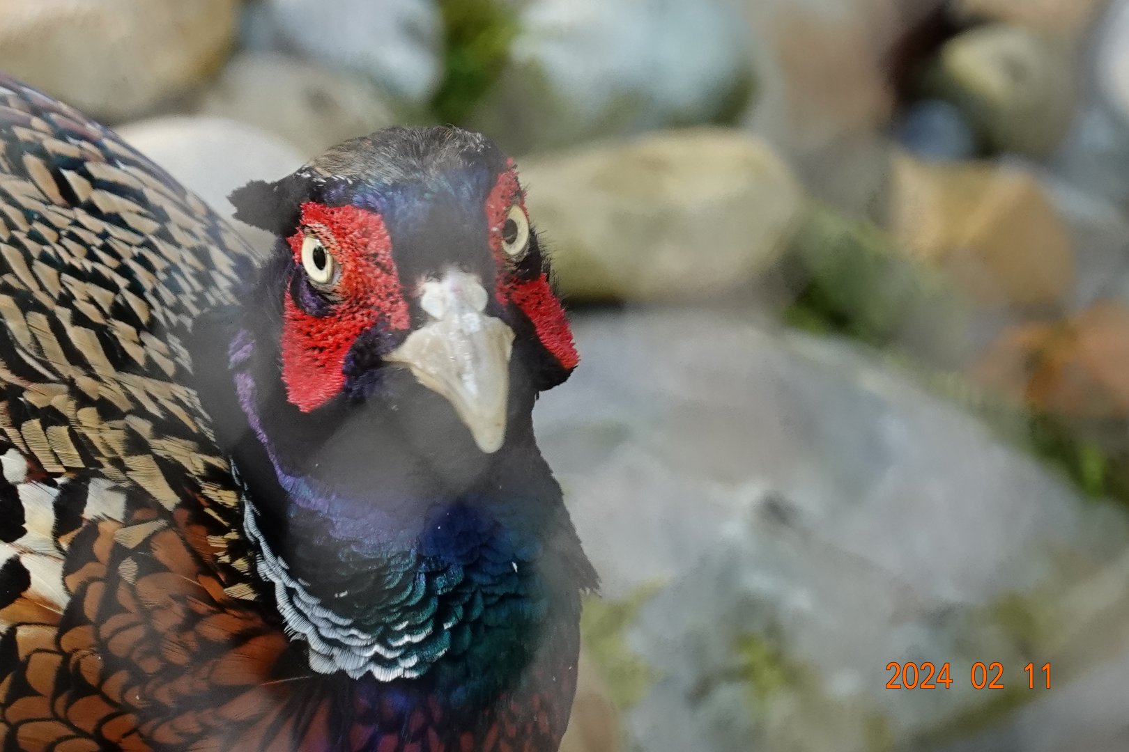 Taiwan Ring-necked Pheasant (Phasianus colchicus formosanus)