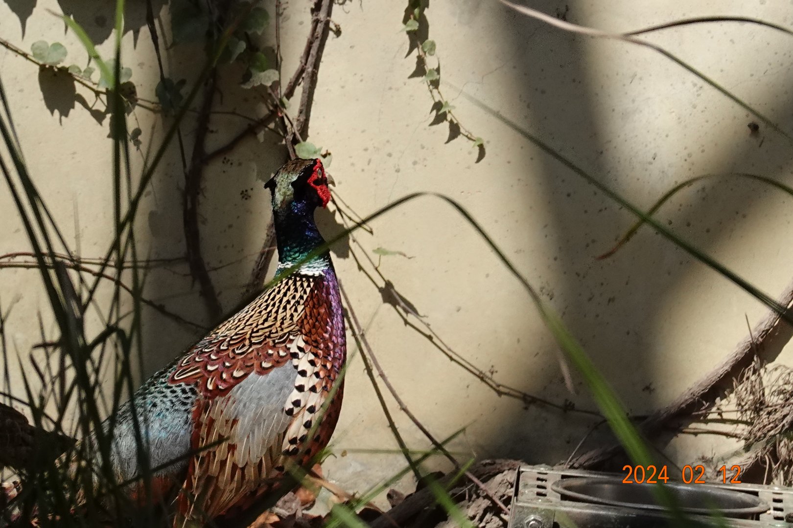 Taiwan Ring-necked Pheasant (Phasianus colchicus formosanus)