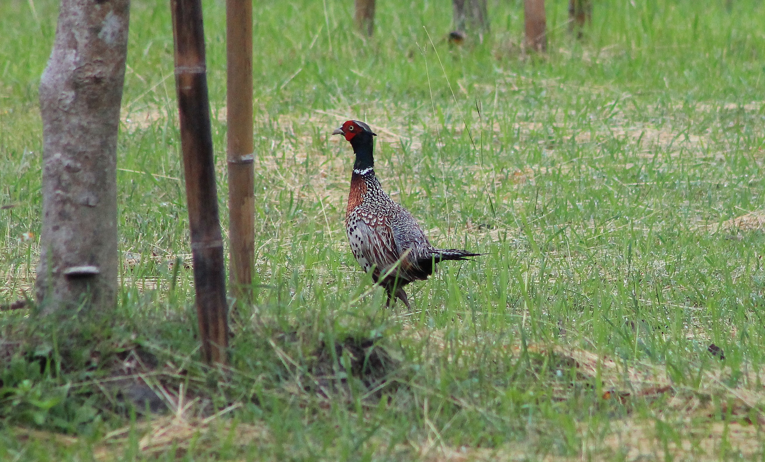 Taiwan Ring-necked Pheasant (Phasianus colchicus formosanus)