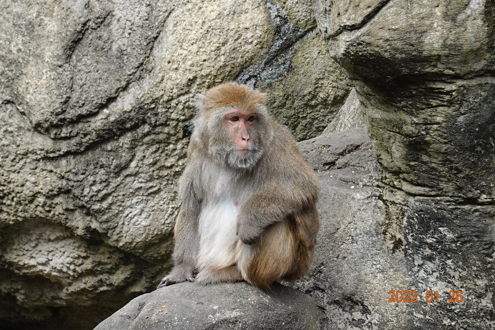 Taiwan Rock Macaque (Macaca cyclopis)