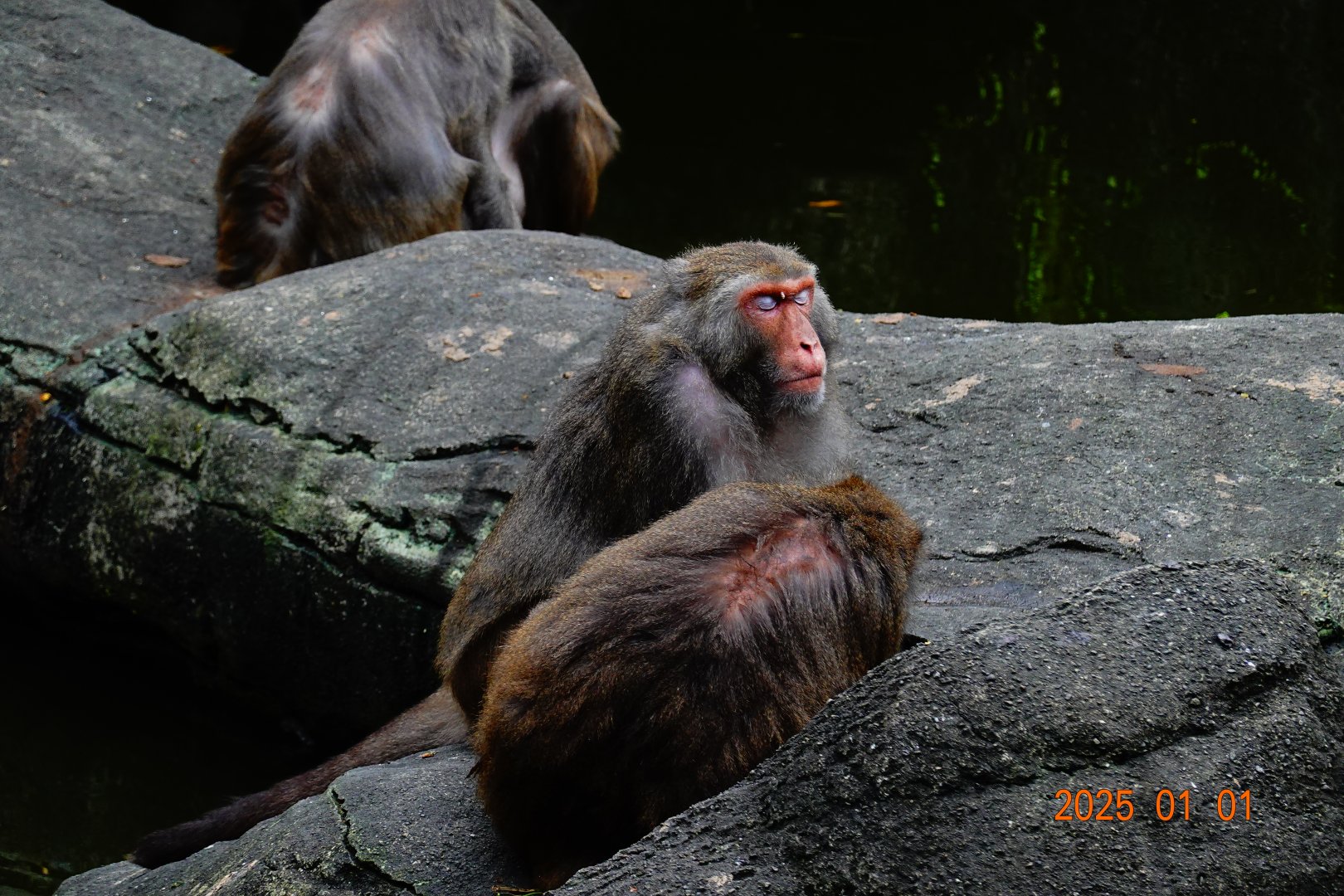 Taiwan Rock Macaque (Macaca cyclopis)