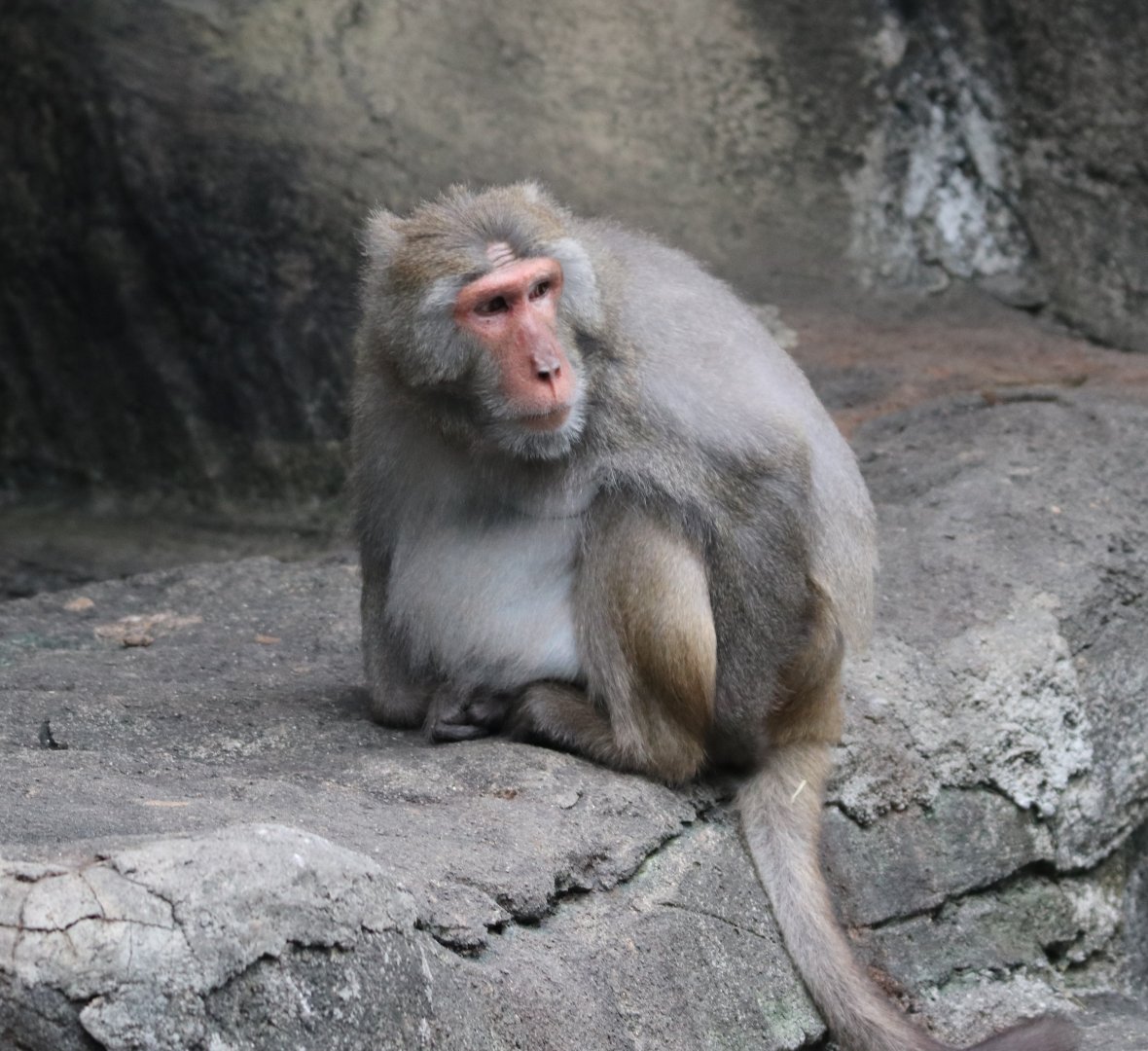 Taiwan Rock Macaque (Macaca cyclopis)