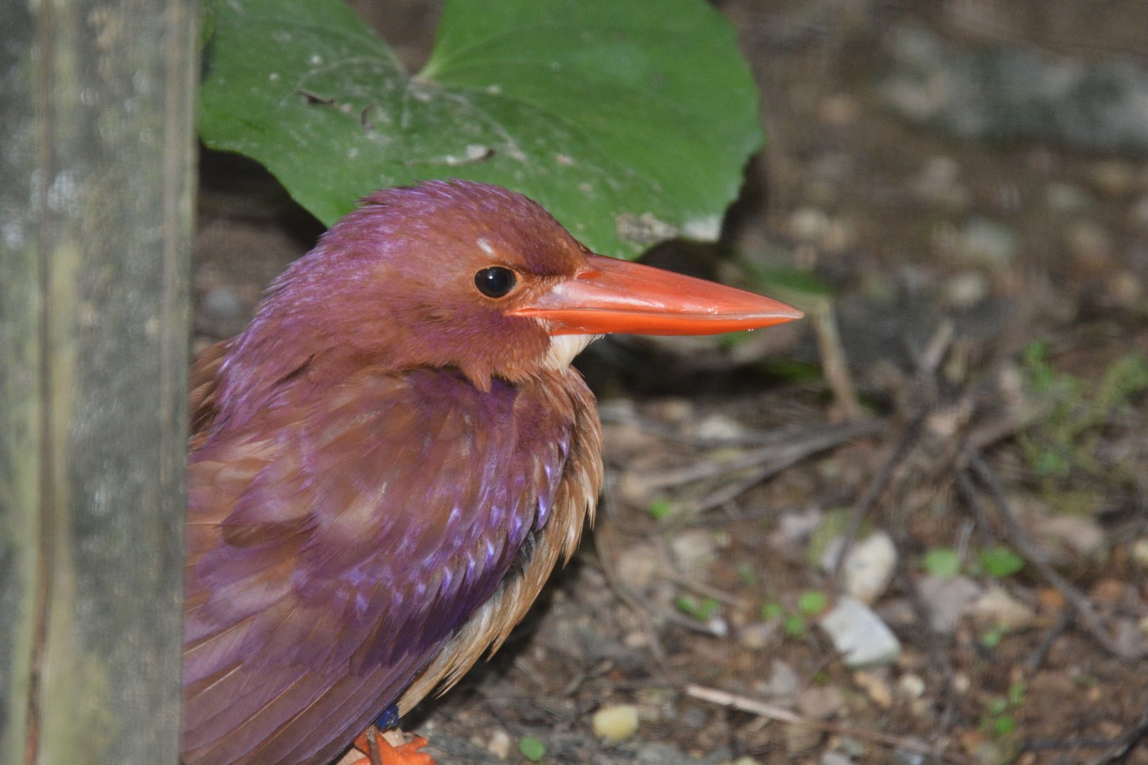 Taiwan ruddy kingfisher (Halcyon coromanda bangsi)