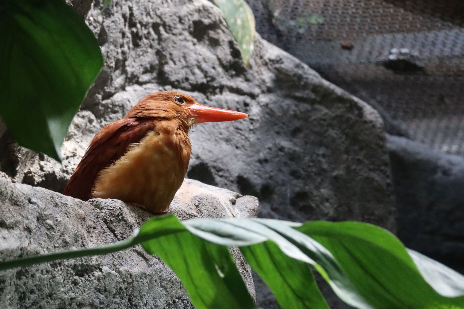 Taiwan ruddy kingfisher （Halcyon coromanda bangsi）