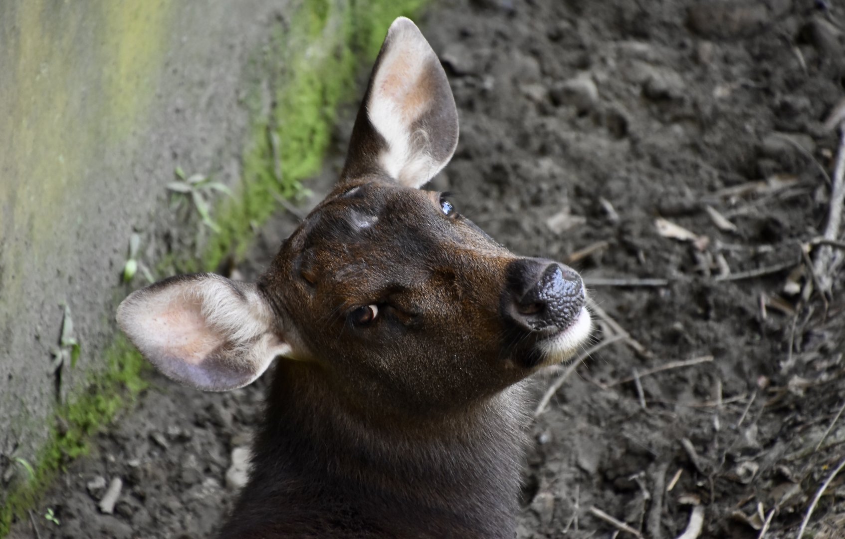 Taiwan Sambar Deer (Rusa unicolor swinhoei) doe
