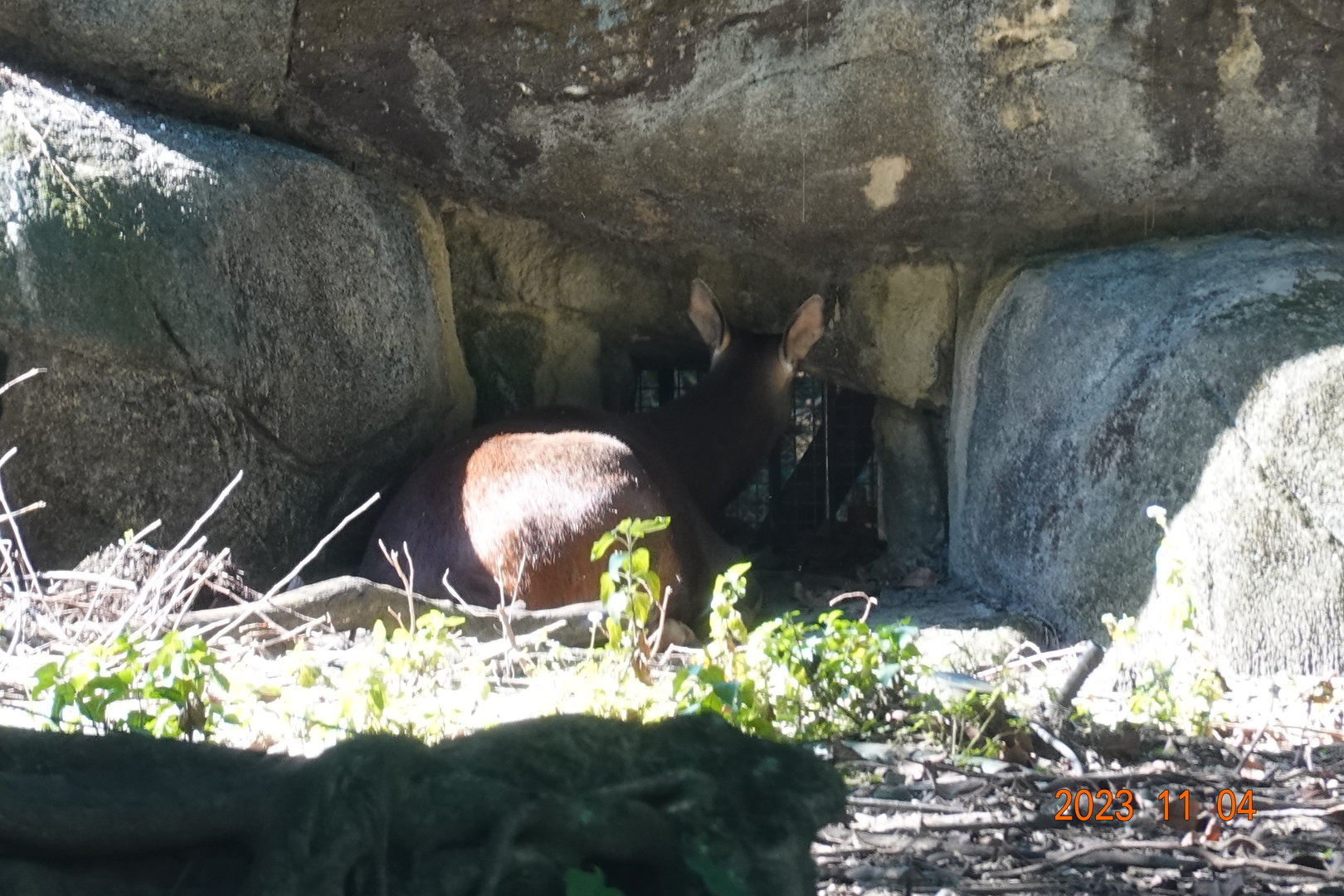 Taiwan Sambar (Rusa unicolor swinhoei)