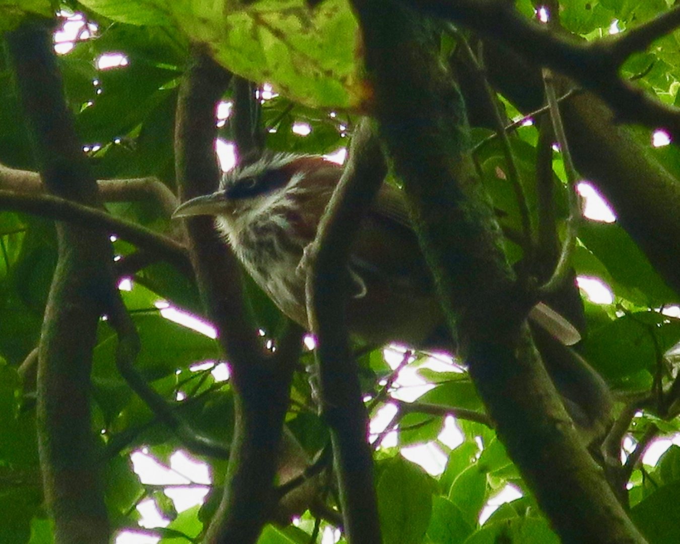 Taiwan Scimitar-Babbler (Pomatorhinus musicus) - Green World