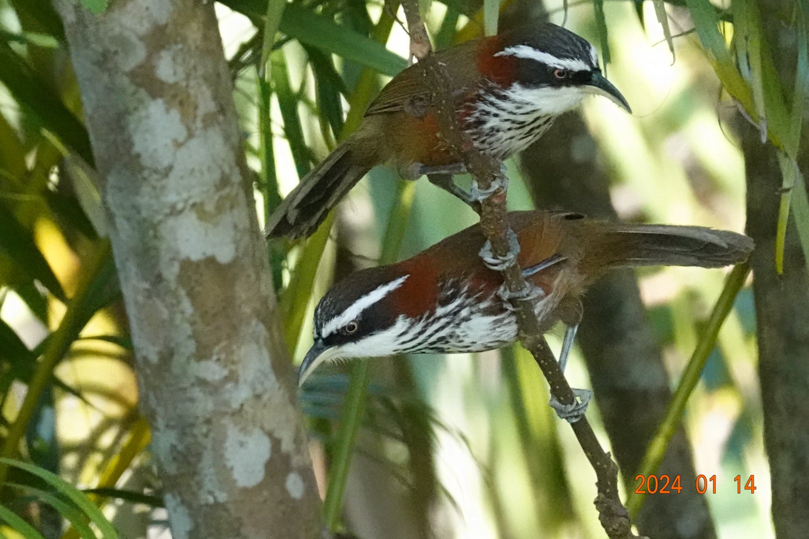 Taiwan Scimitar Babbler (Pomatorhinus musicus)