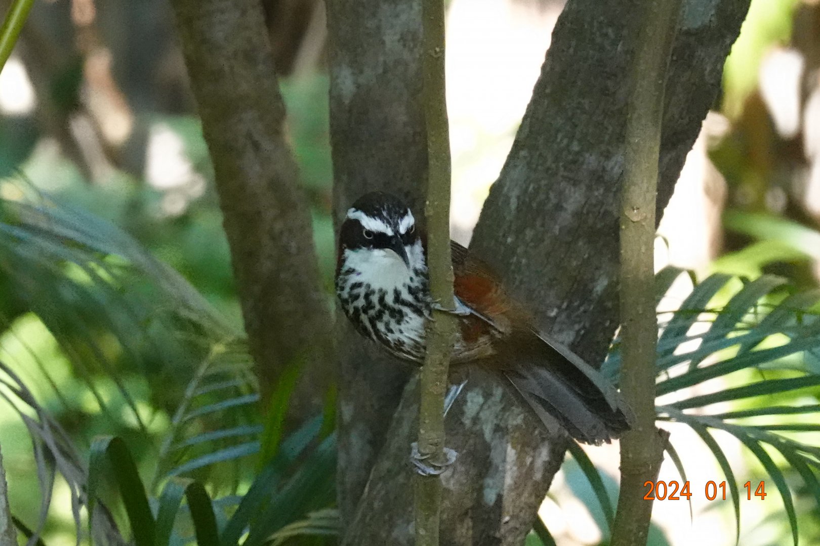 Taiwan Scimitar Babbler (Pomatorhinus musicus)
