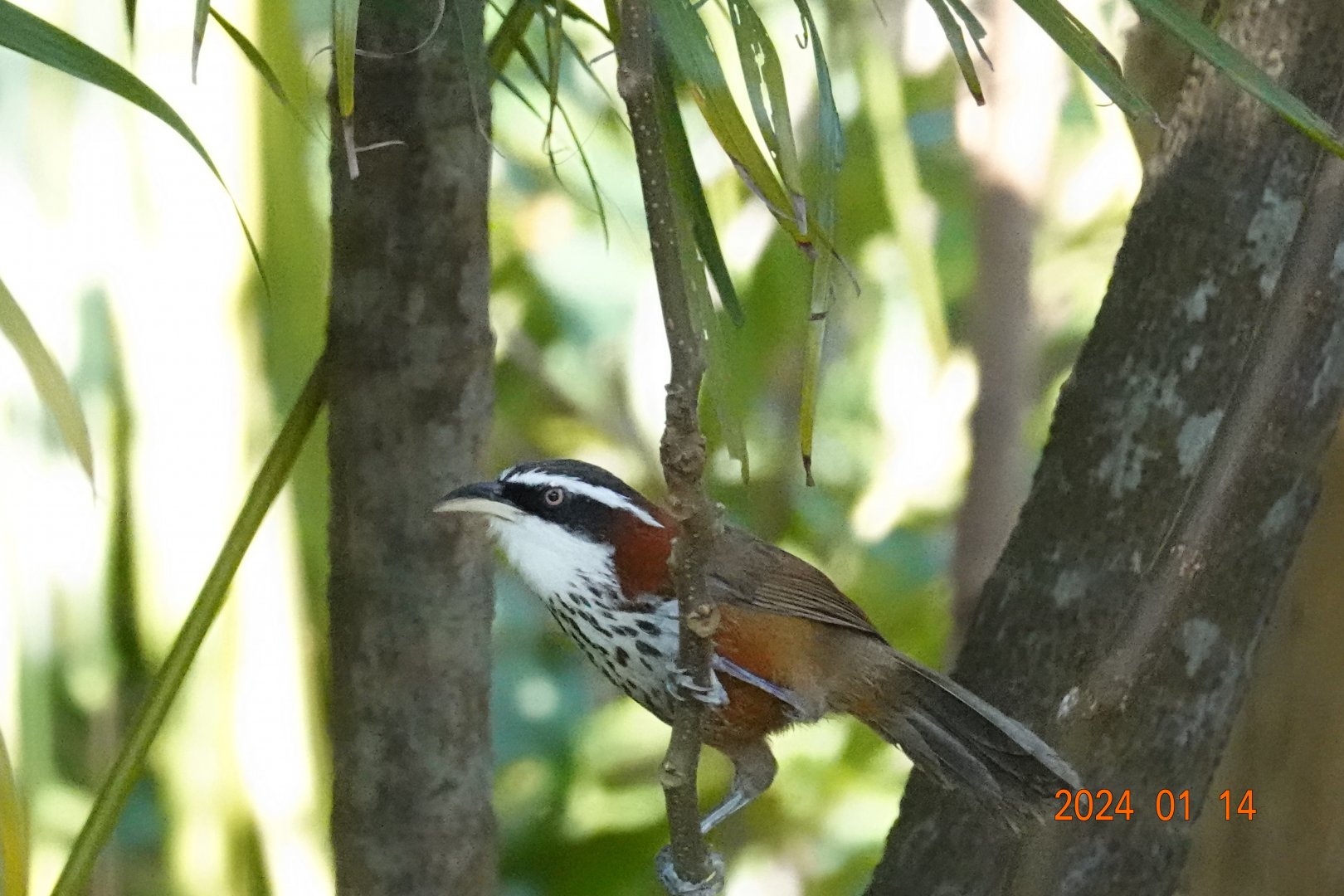 Taiwan Scimitar Babbler (Pomatorhinus musicus)