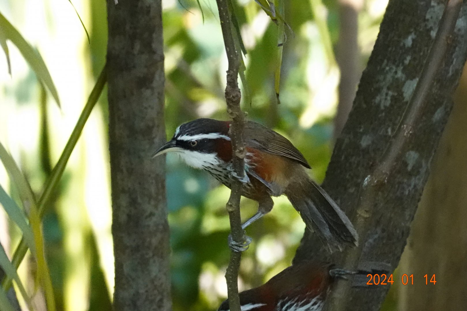 Taiwan Scimitar Babbler (Pomatorhinus musicus)