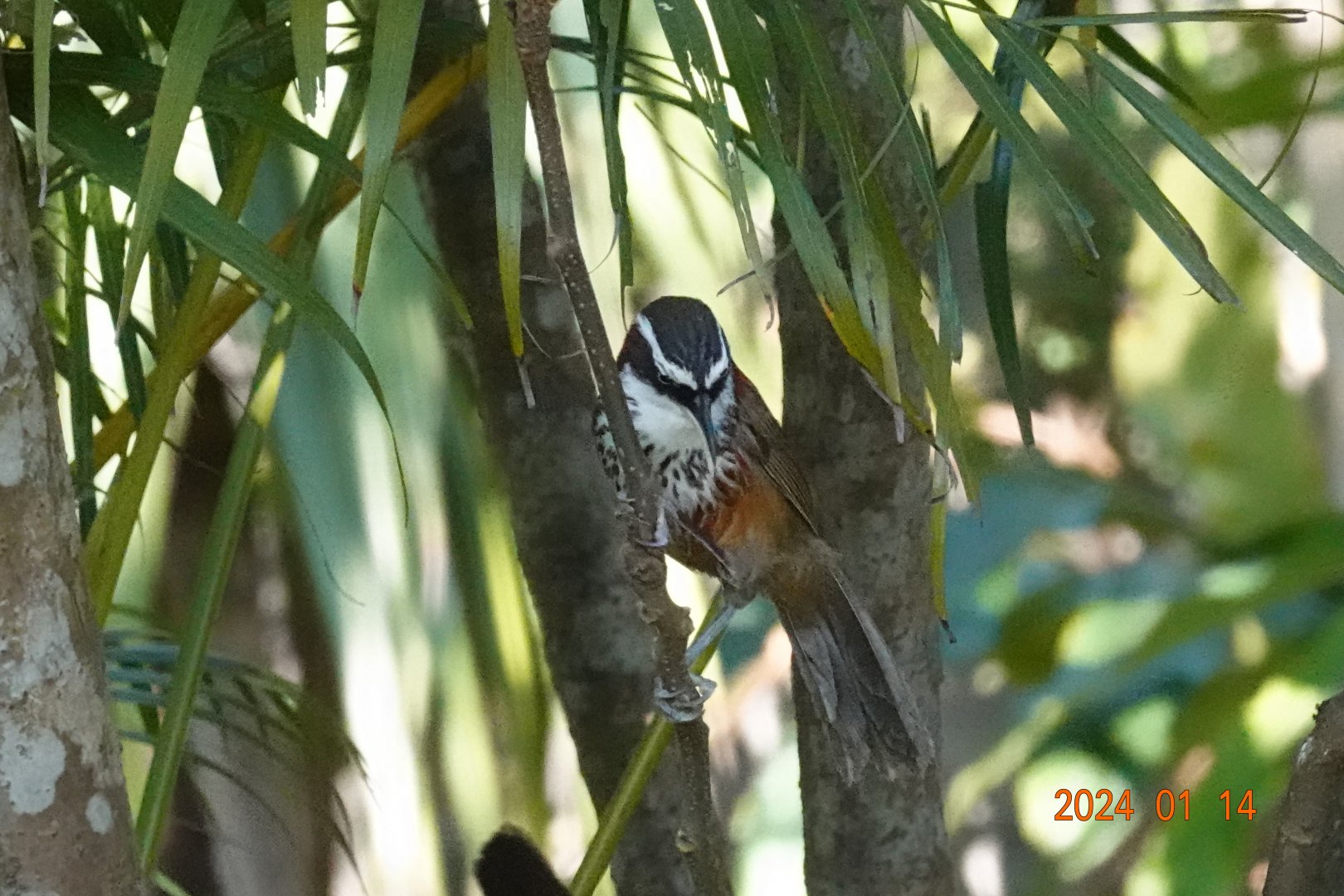 Taiwan Scimitar Babbler (Pomatorhinus musicus)