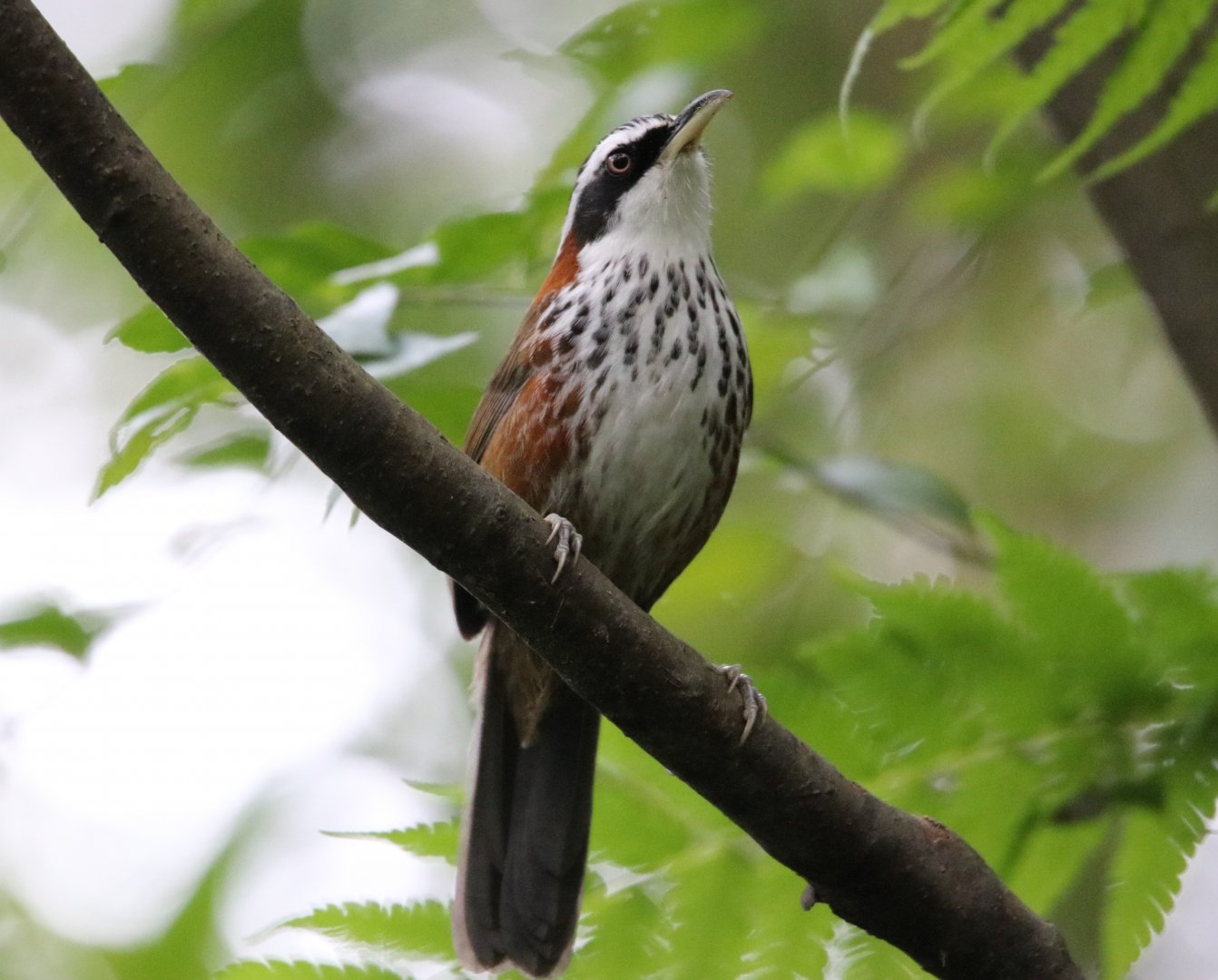 Taiwan Scimitar-babbler (Pomatorhinus musicus)