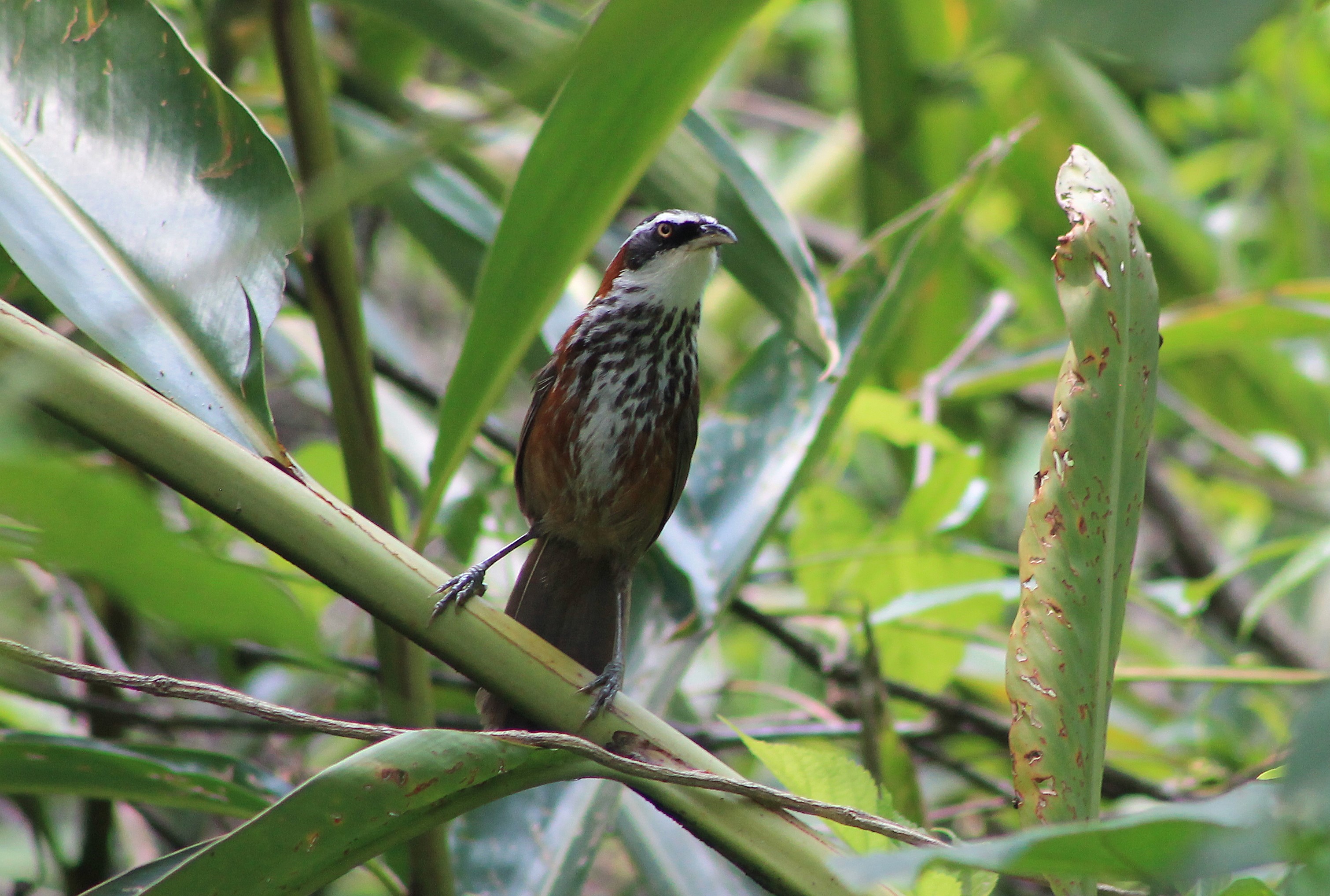 Taiwan Scimitar-Babbler (Pomatorhinus musicus)