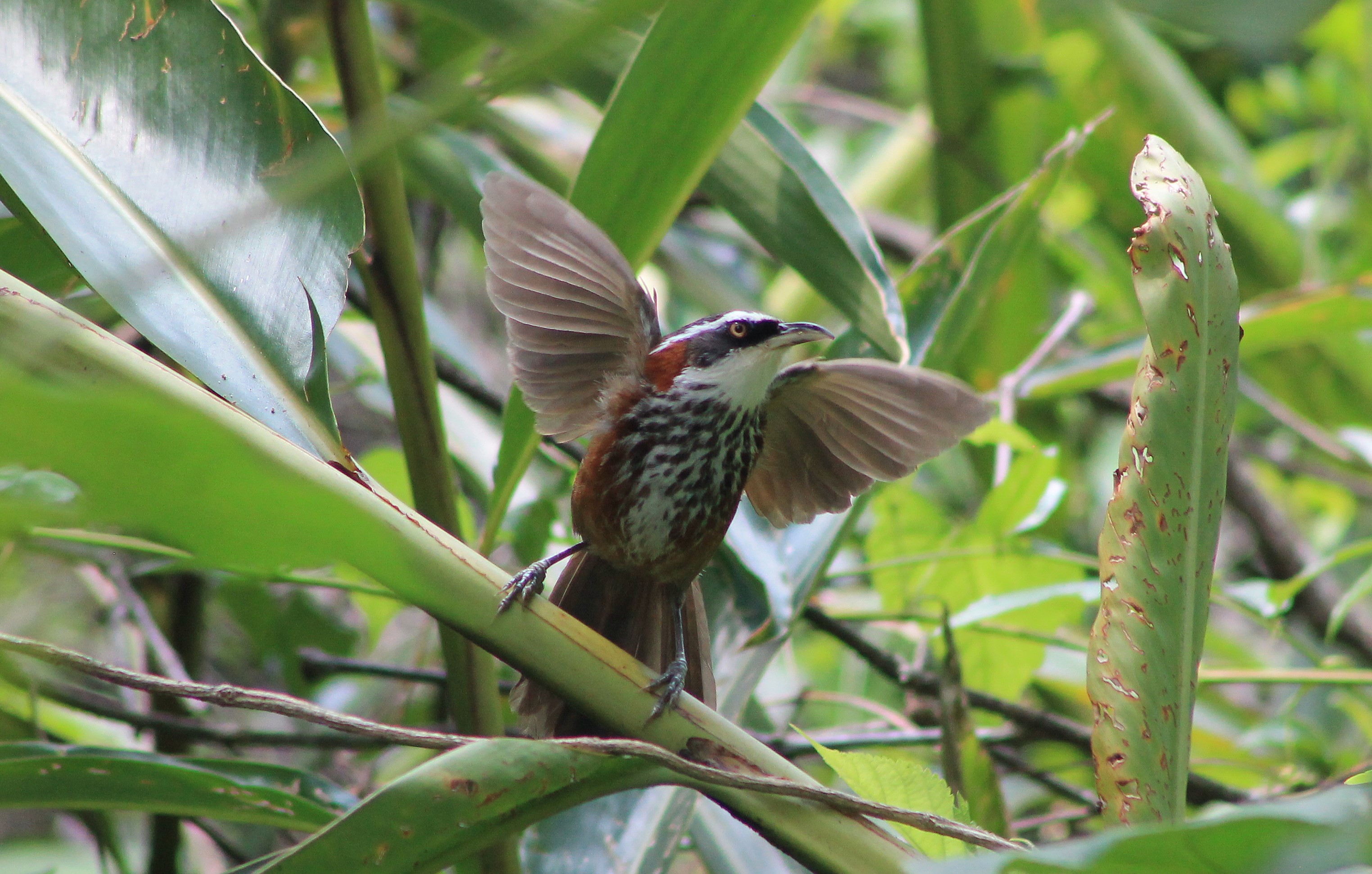 Taiwan Scimitar-Babbler (Pomatorhinus musicus)