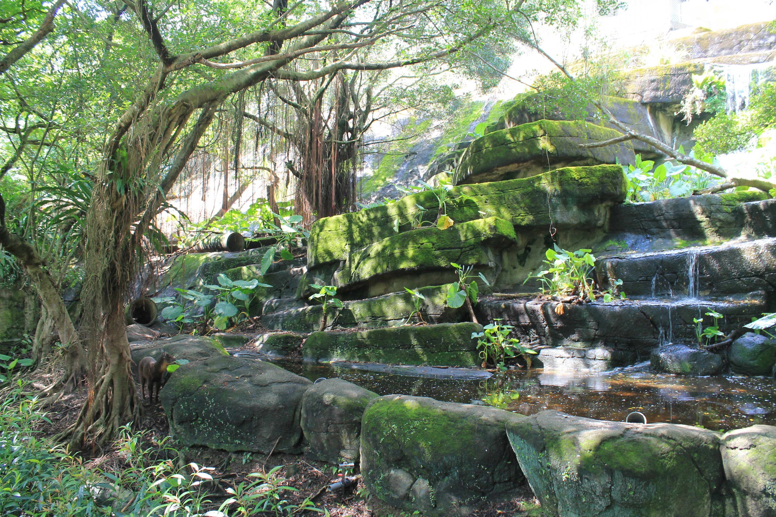 Taiwan Serow (Capricornis swinhoei) enclosure