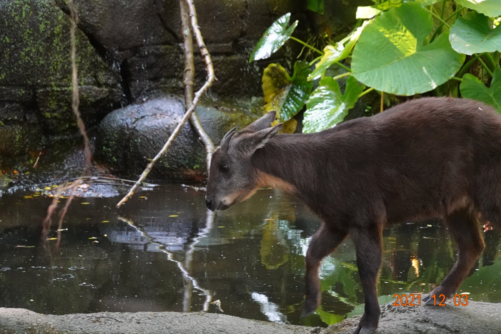 Taiwan Serow (Capricornis swinhoei)