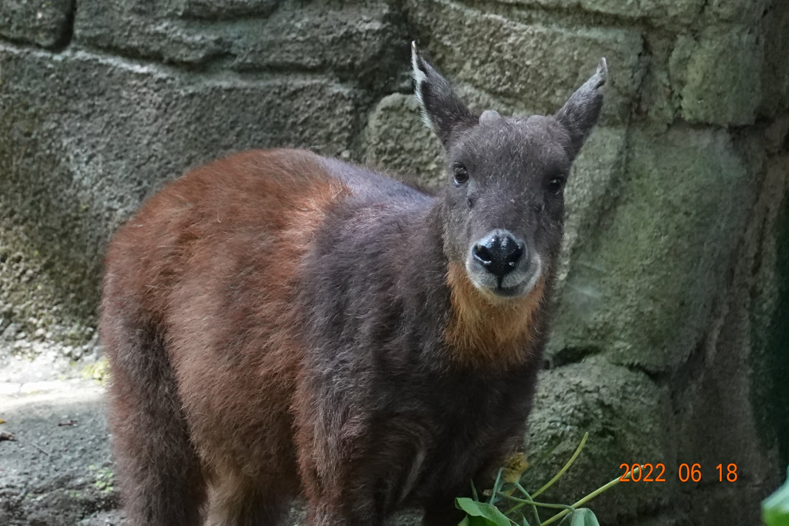 Taiwan Serow (Capricornis swinhoei)