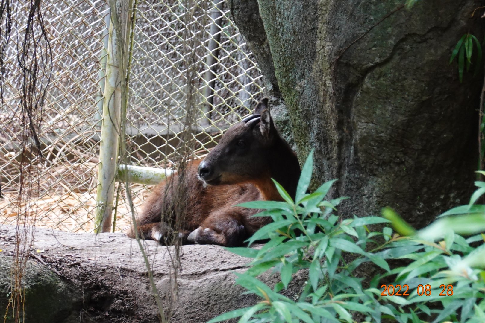 Taiwan Serow (Capricornis swinhoei)