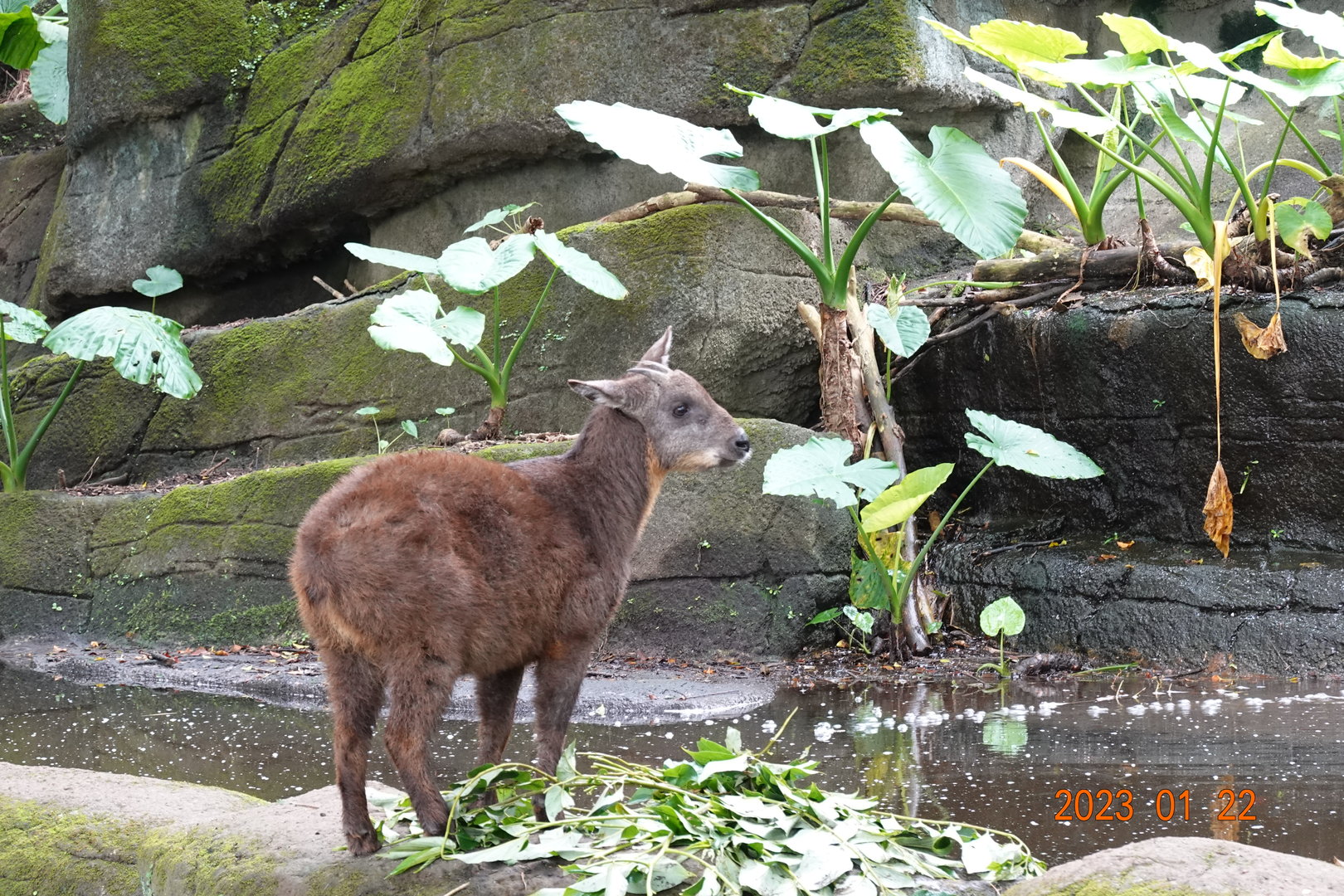 Taiwan Serow (Capricornis swinhoei)