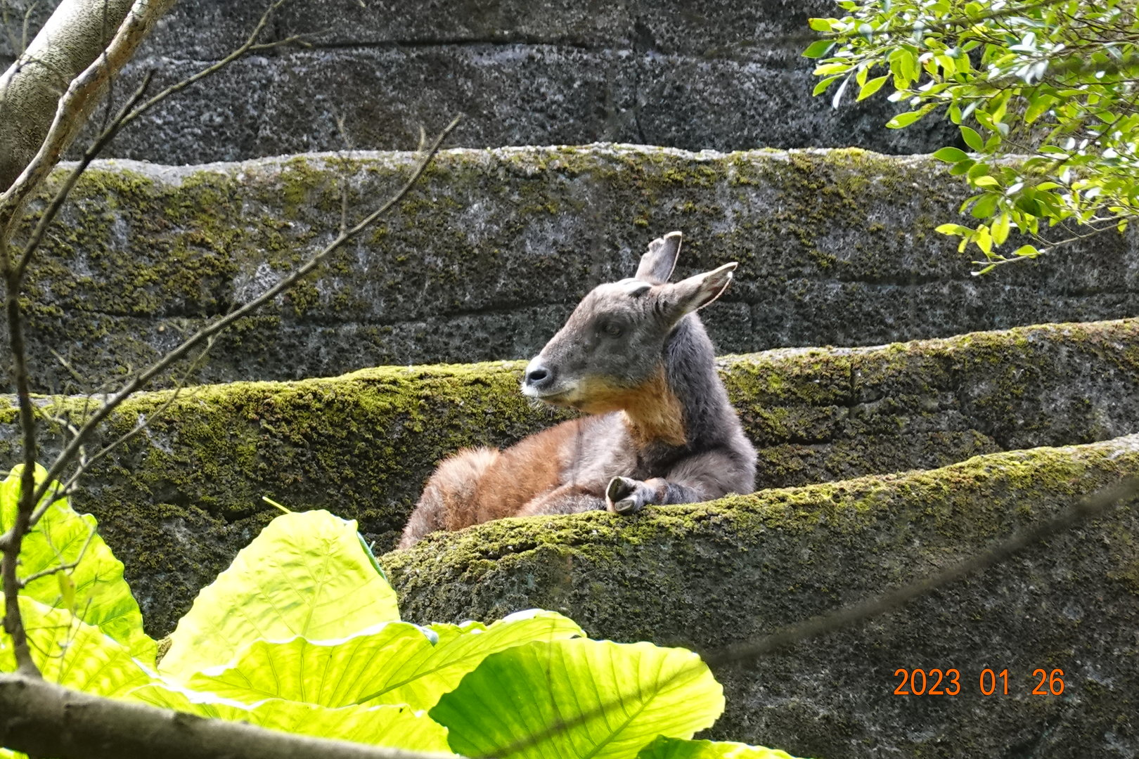 Taiwan Serow (Capricornis swinhoei)
