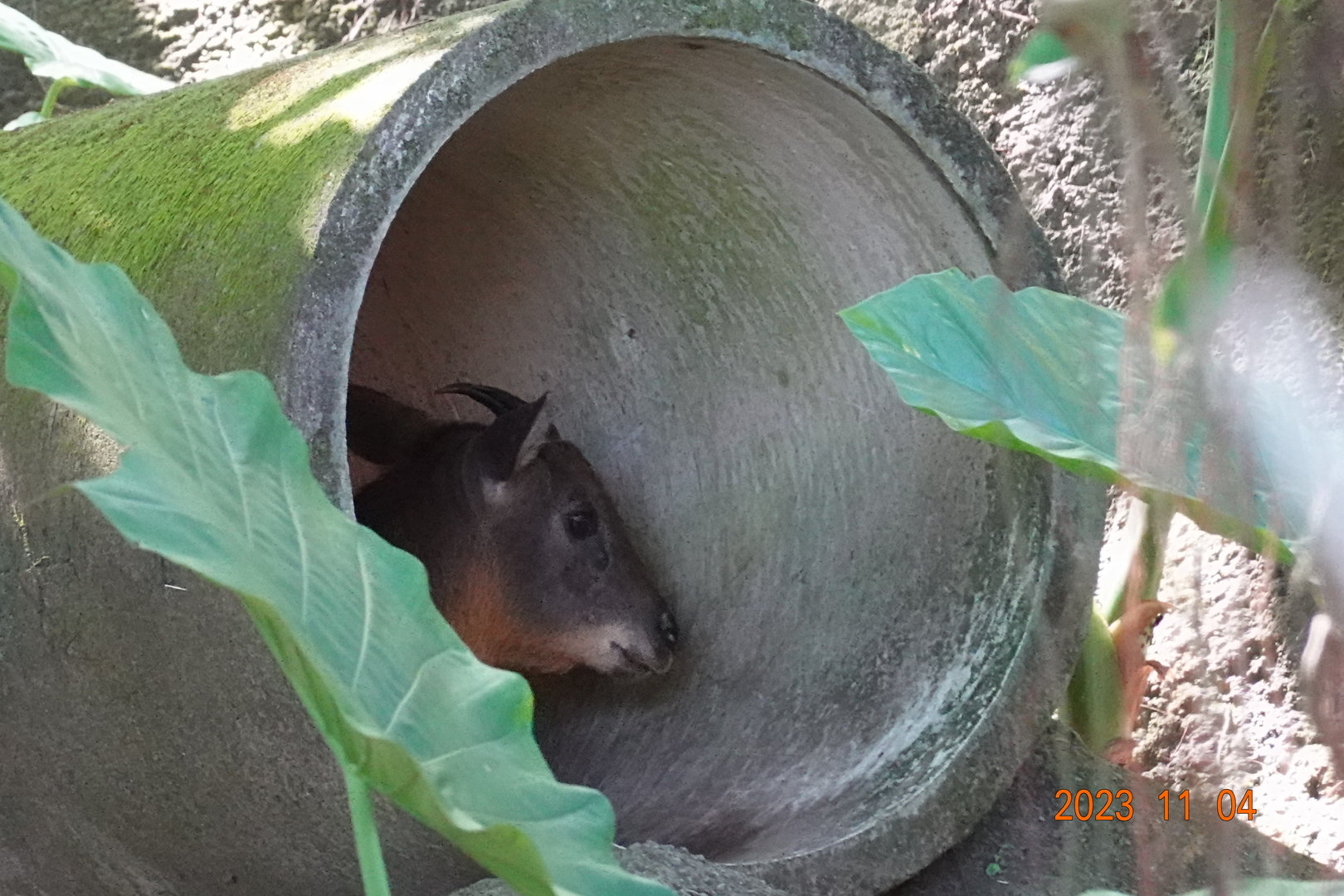 Taiwan Serow (Capricornis swinhoei)