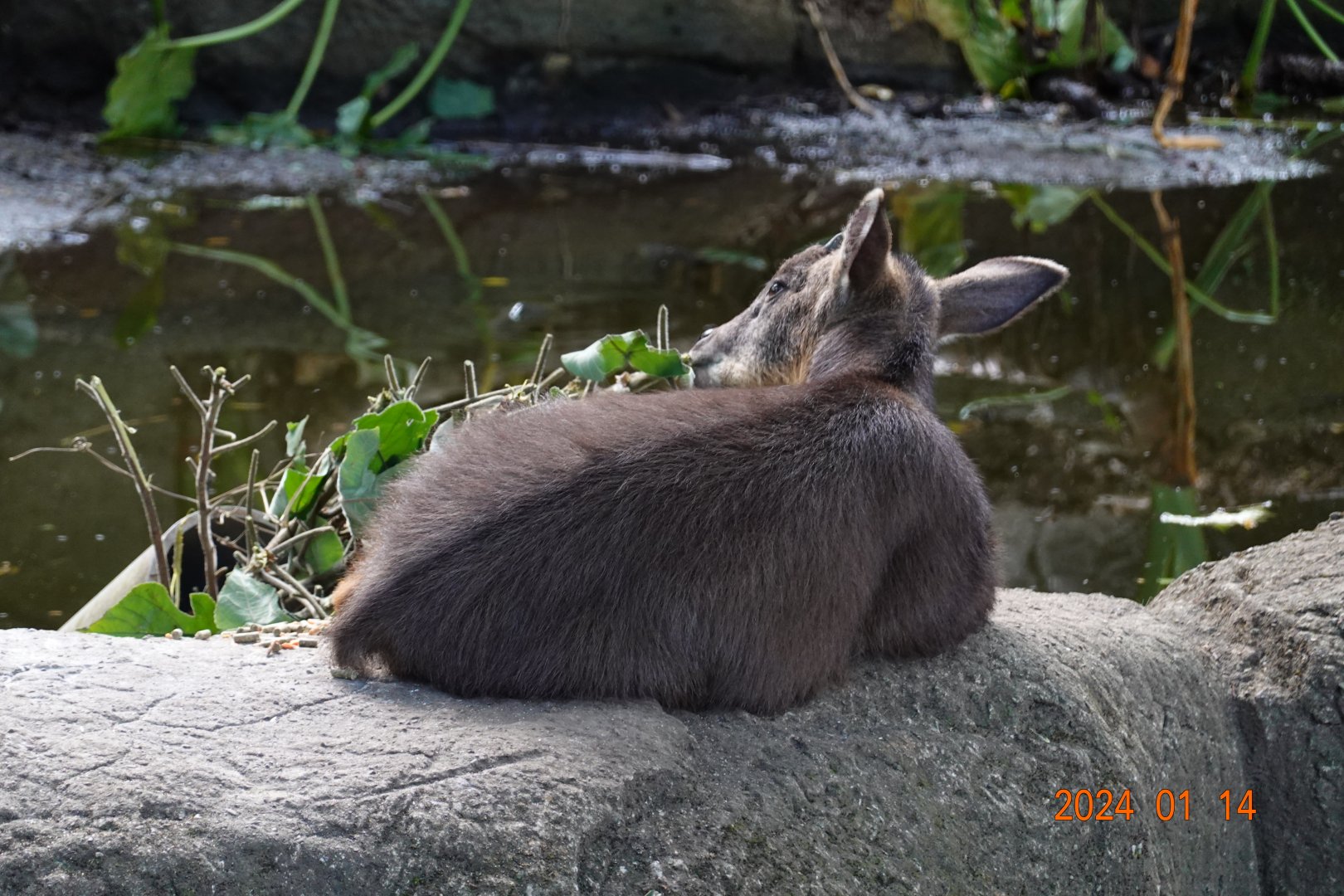 Taiwan Serow (Capricornis swinhoei)