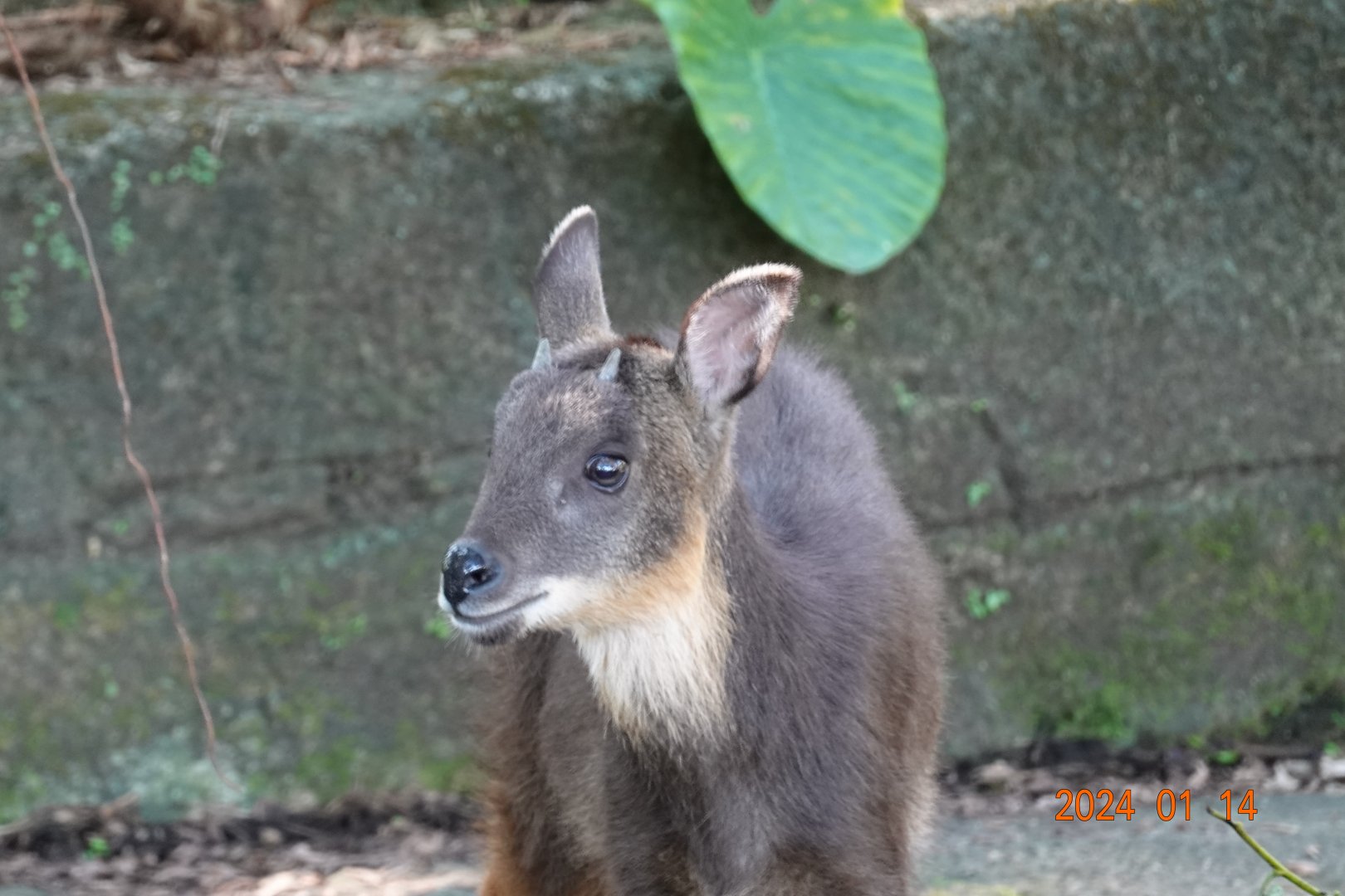 Taiwan Serow (Capricornis swinhoei)