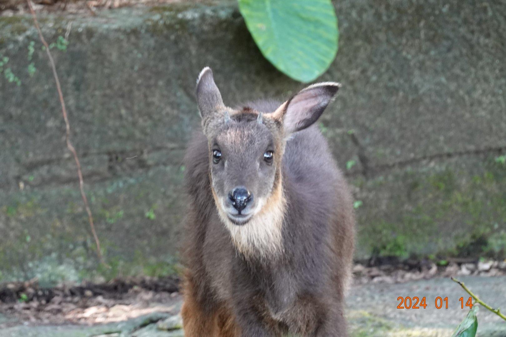 Taiwan Serow (Capricornis swinhoei)
