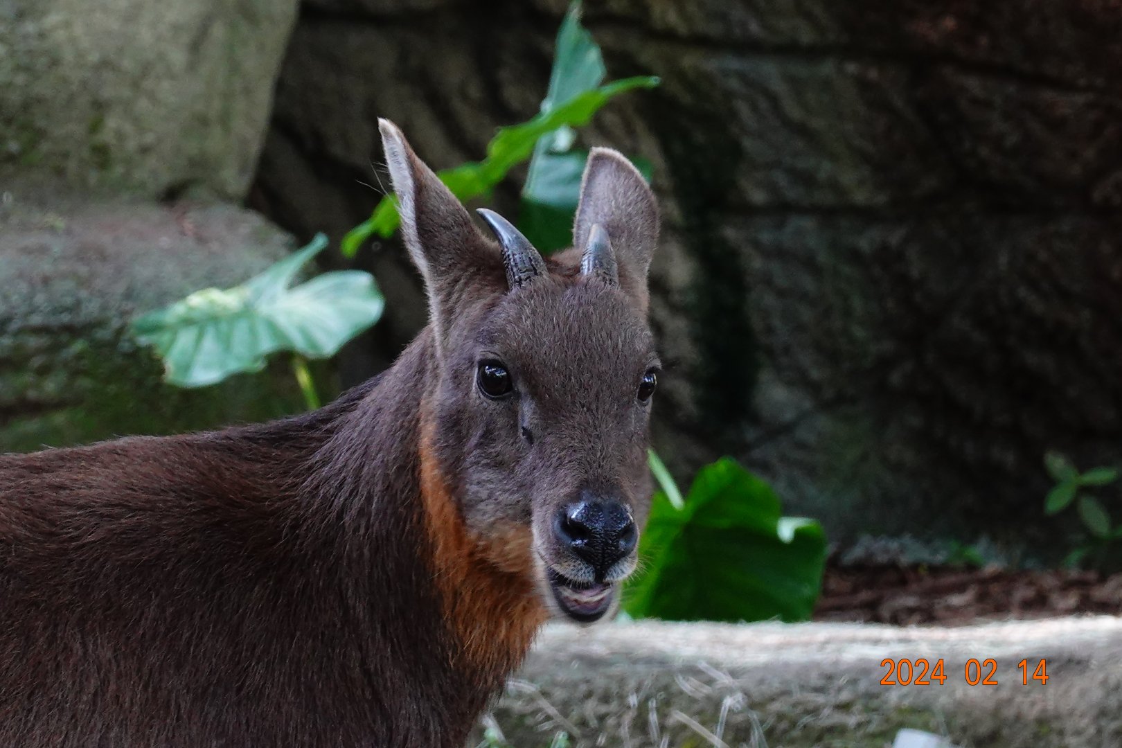 Taiwan Serow (Capricornis swinhoei)