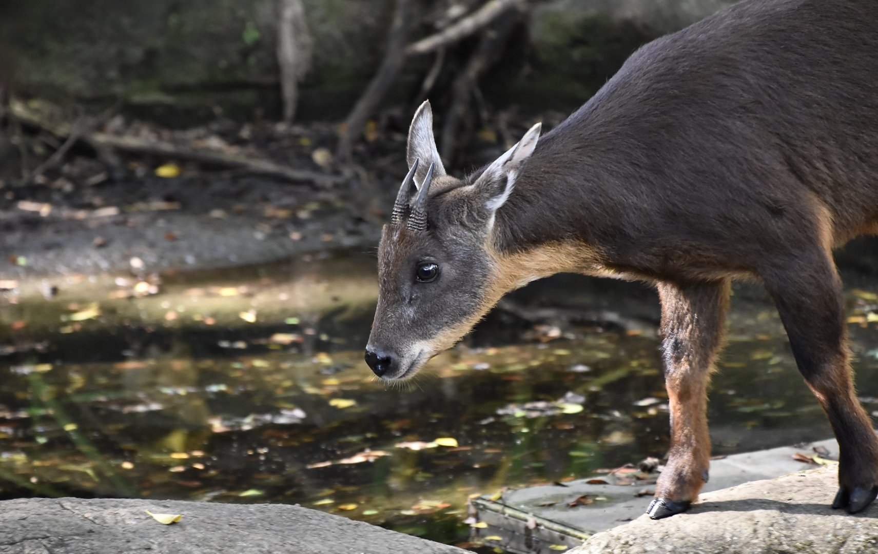 Taiwan Serow (Capricornis swinhoei)
