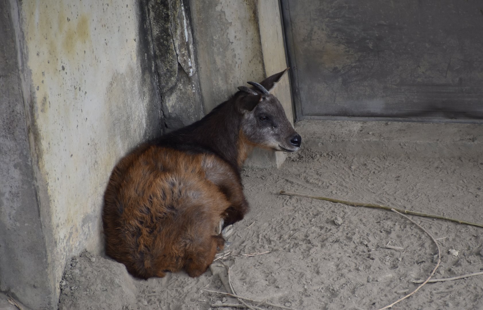 Taiwan Serow (Capricornis swinhoei)