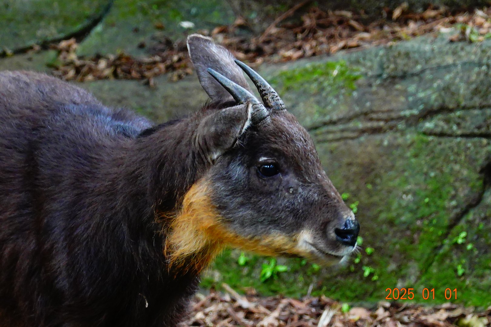 Taiwan Serow (Capricornis swinhoei)