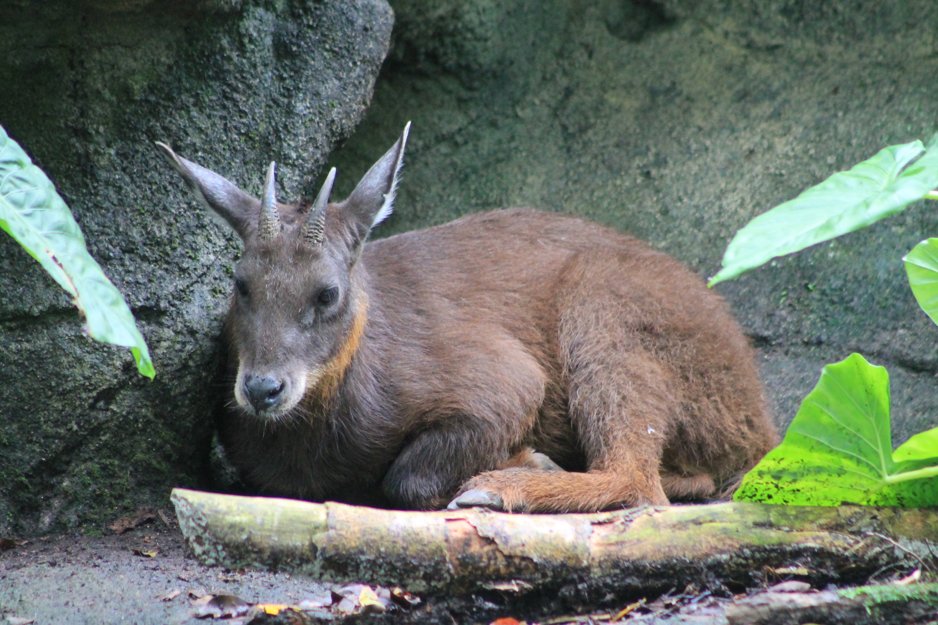 Taiwan Serow (Capricornis swinhoei)