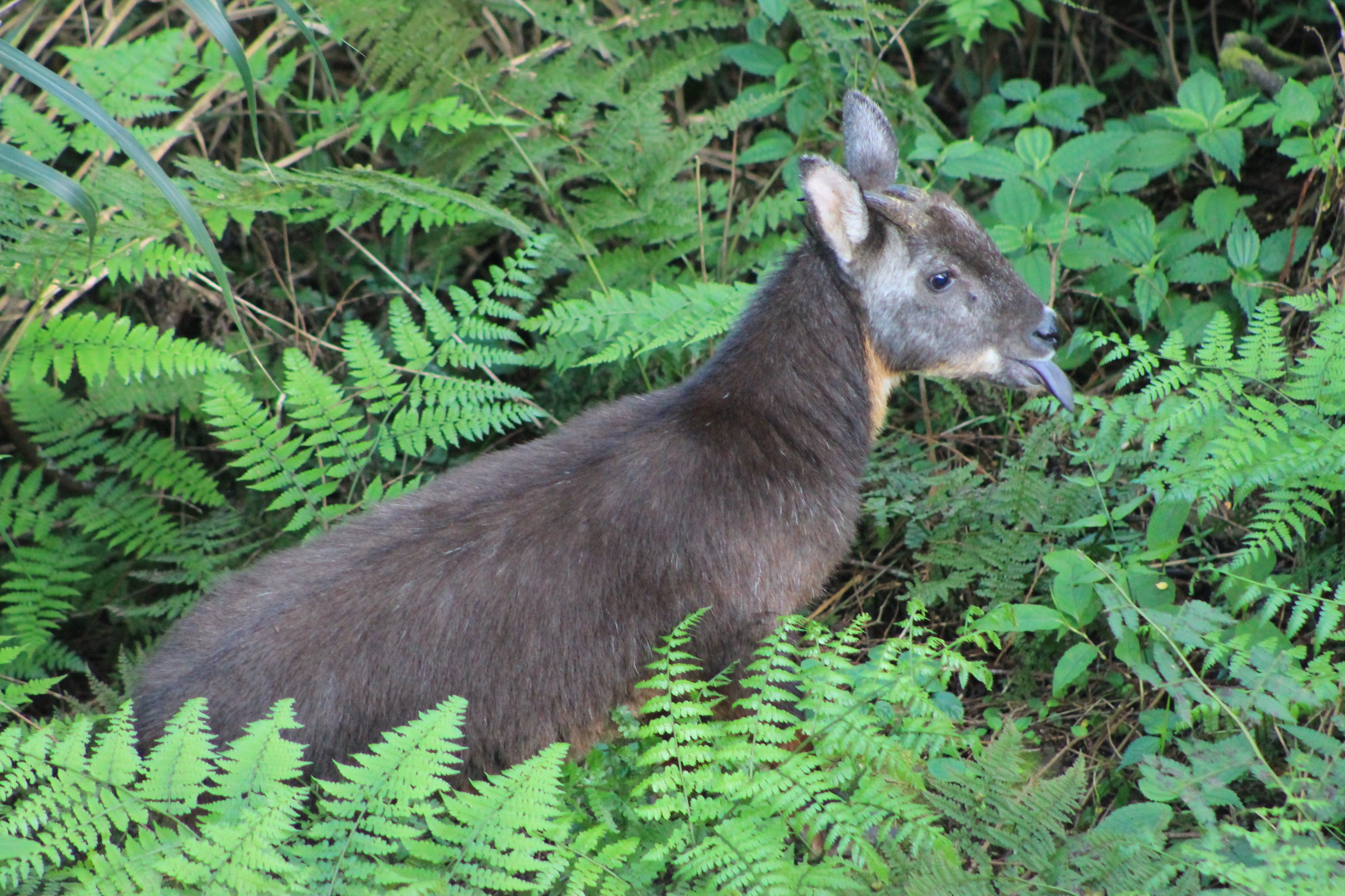 Taiwan Serow (Capricornis swinhoei)