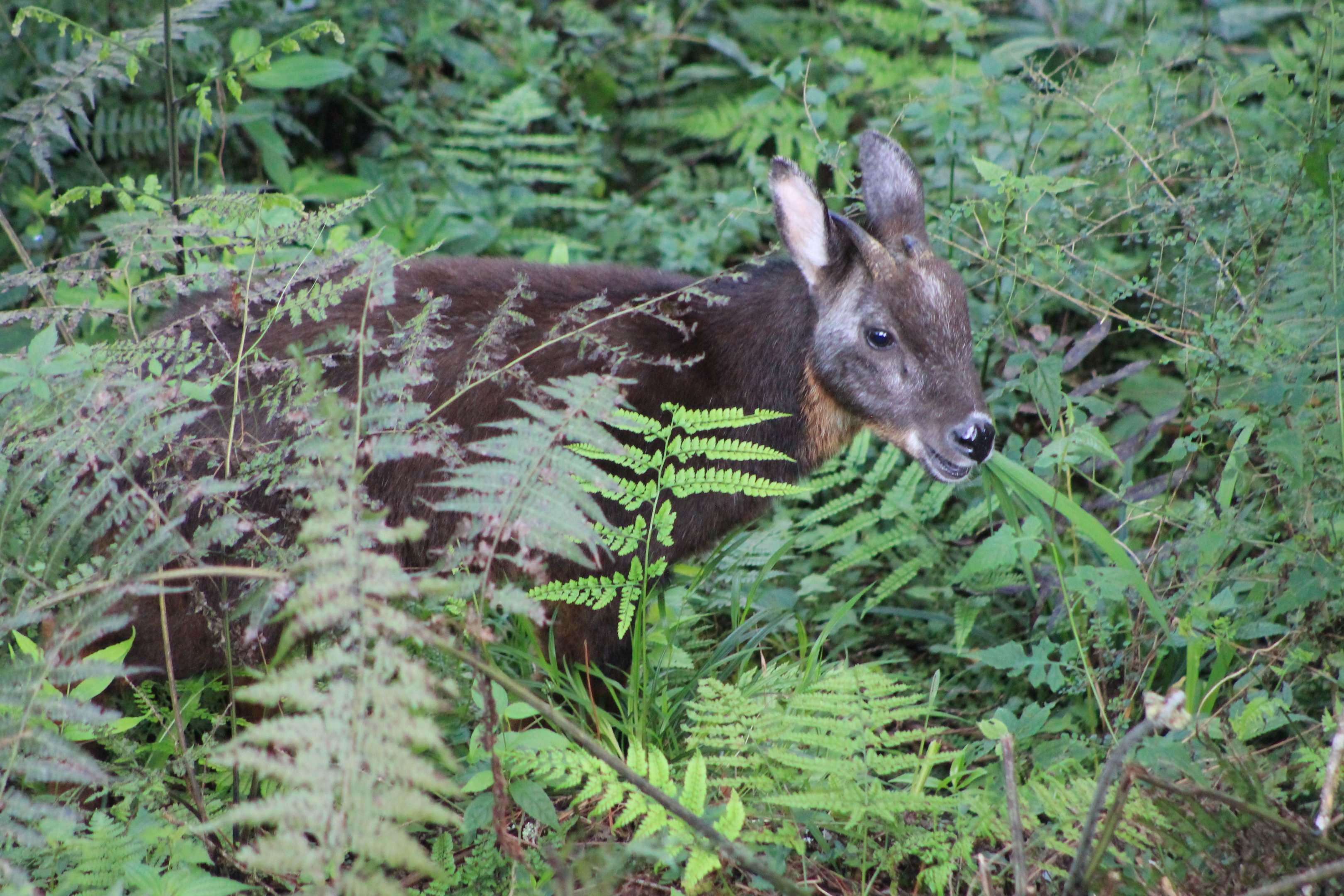 Taiwan Serow (Capricornis swinhoei)