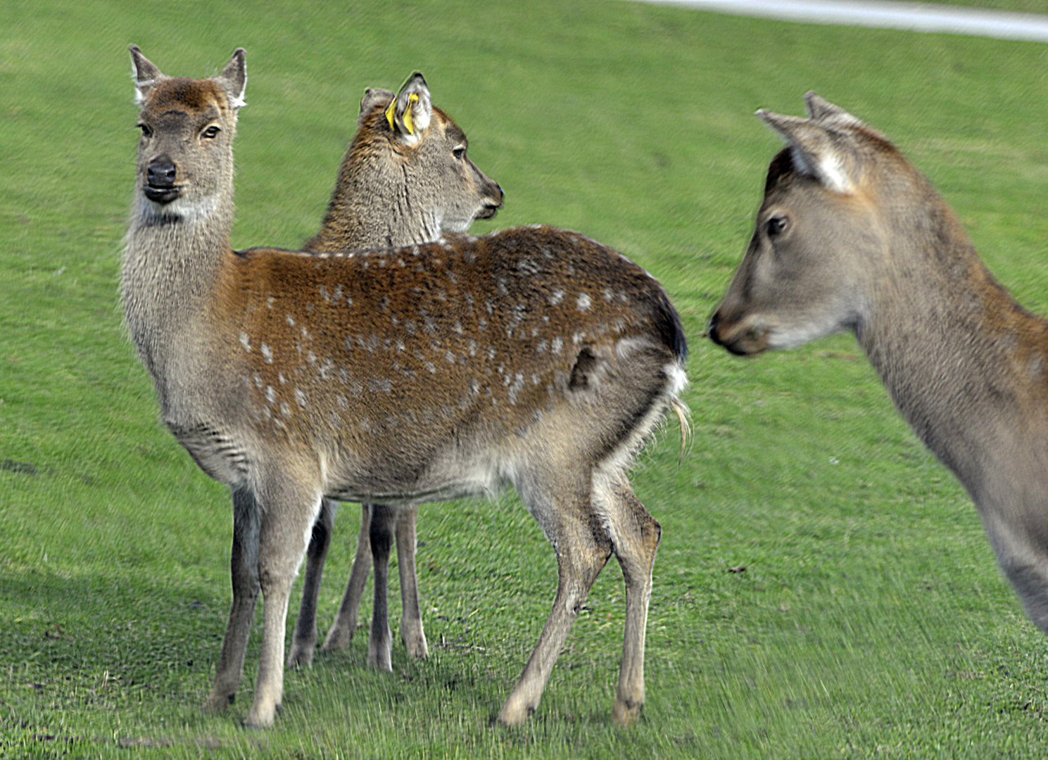 Taiwan sika deer (Cervus nippon taiouanus).