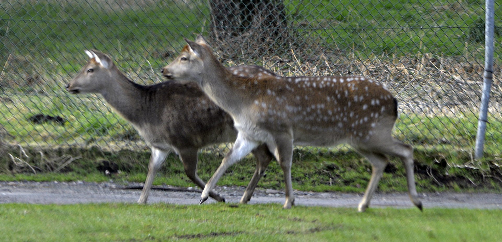 Taiwan sika deer (Cervus nippon taiouanus).