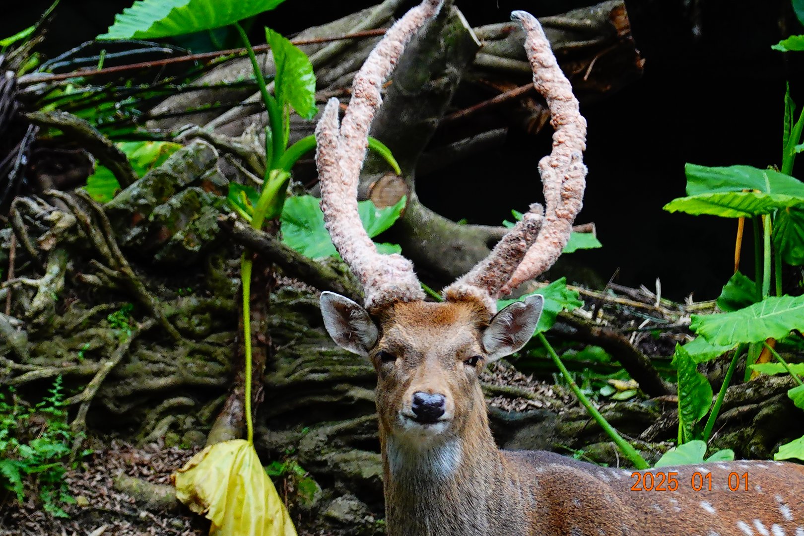 Taiwan Sika Deer (Cervus nippon taiouanus)