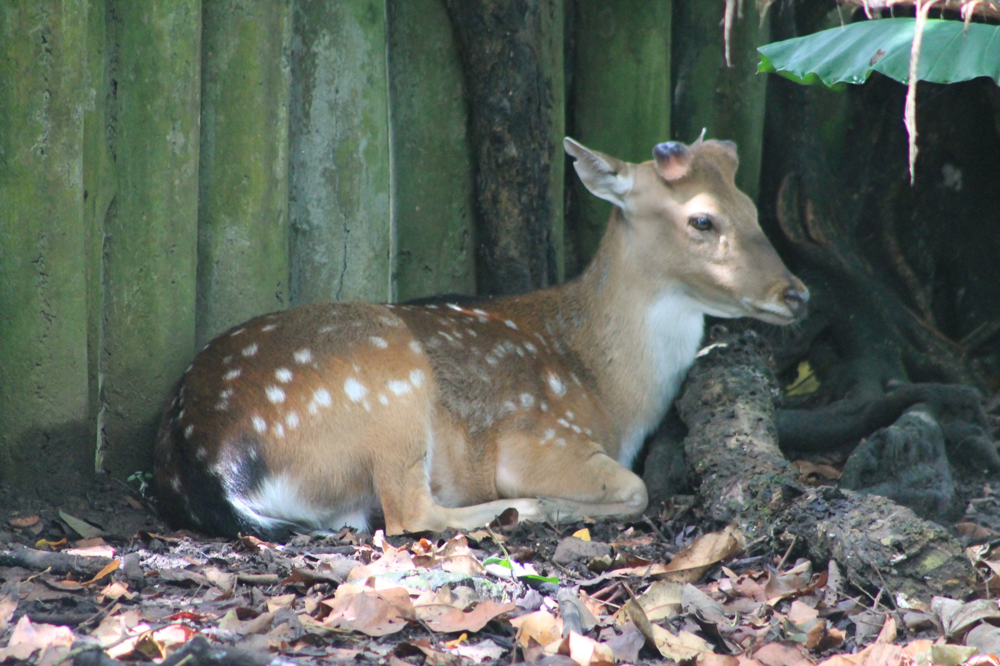 Taiwan Sika Deer (Cervus nippon taiouanus)