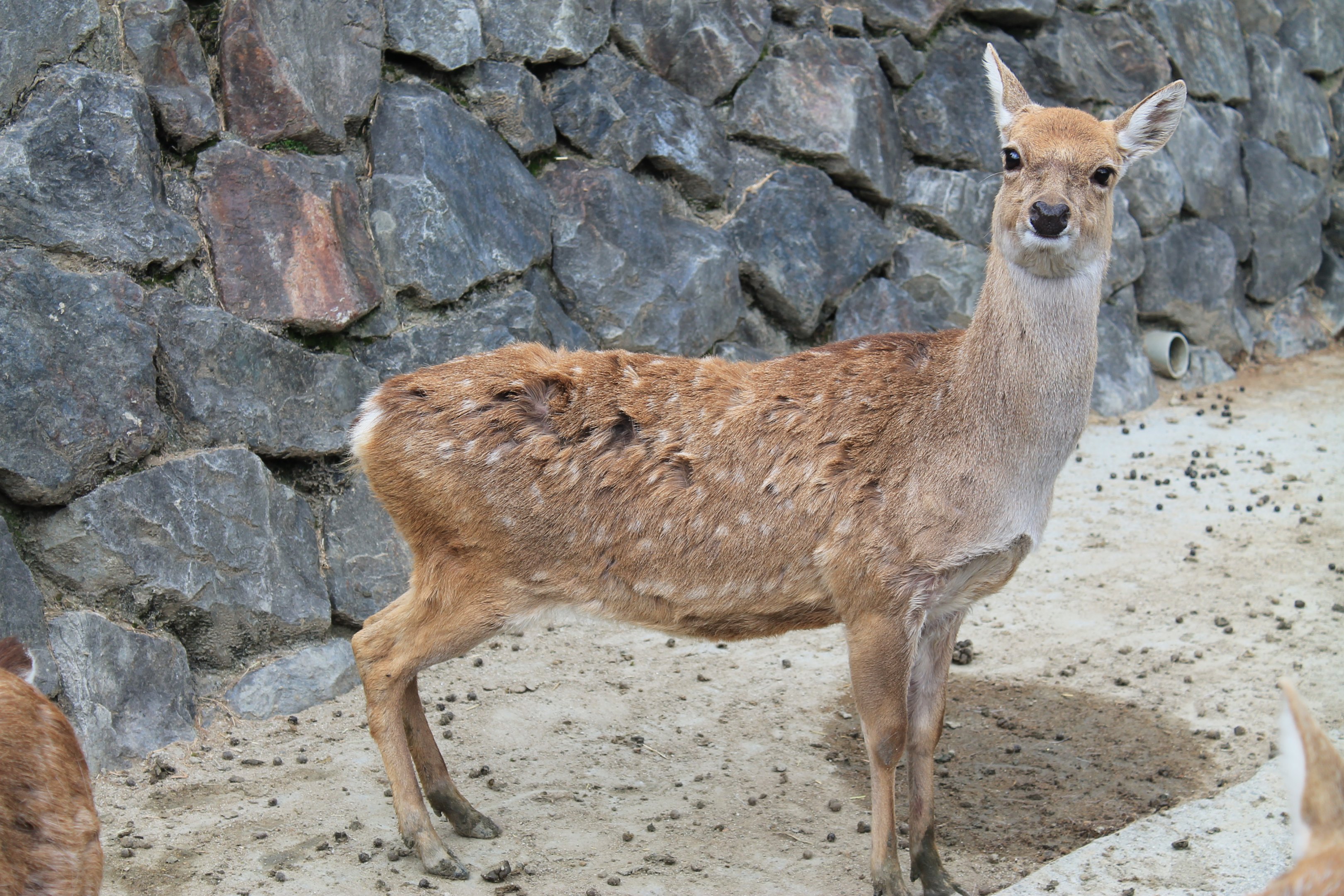 Taiwan Sika Deer - Hirakawa Zoo (Kagoshima)